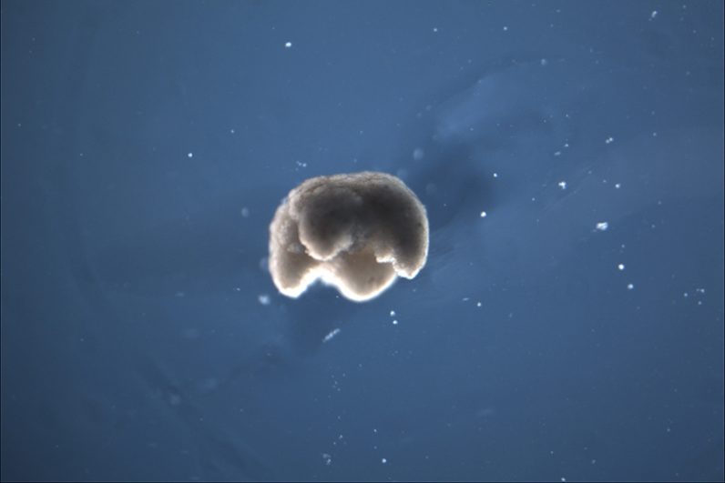 Scientists used stem cells to create a new life-form: Organic robots