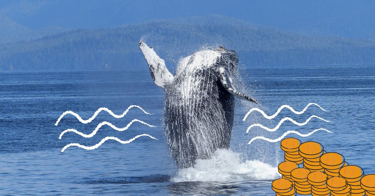 Bitcoin whale moves ball busting $1.1B for just $83