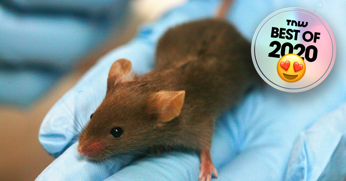 Researchers found a cure for diabetes (in lab mice) Featured Image