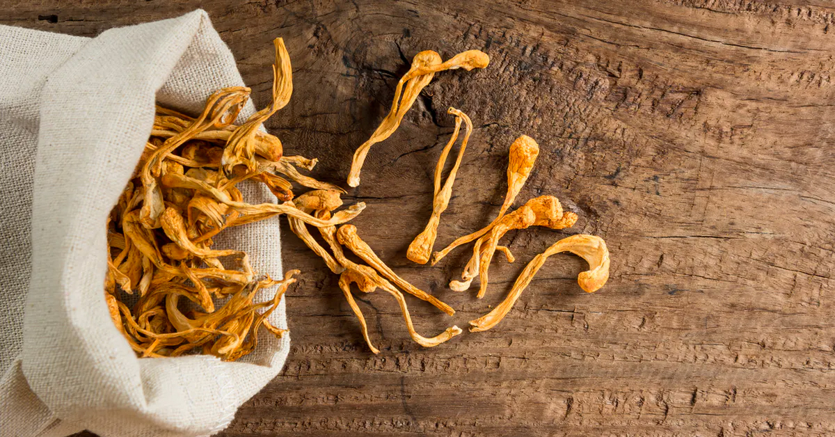 Zombie caterpillars may cure cancer — but the side effects are uncertain