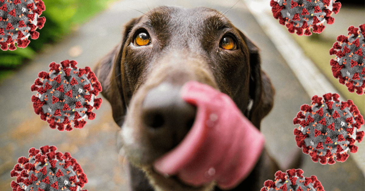 The science behind why your pet can’t spread COVID-19