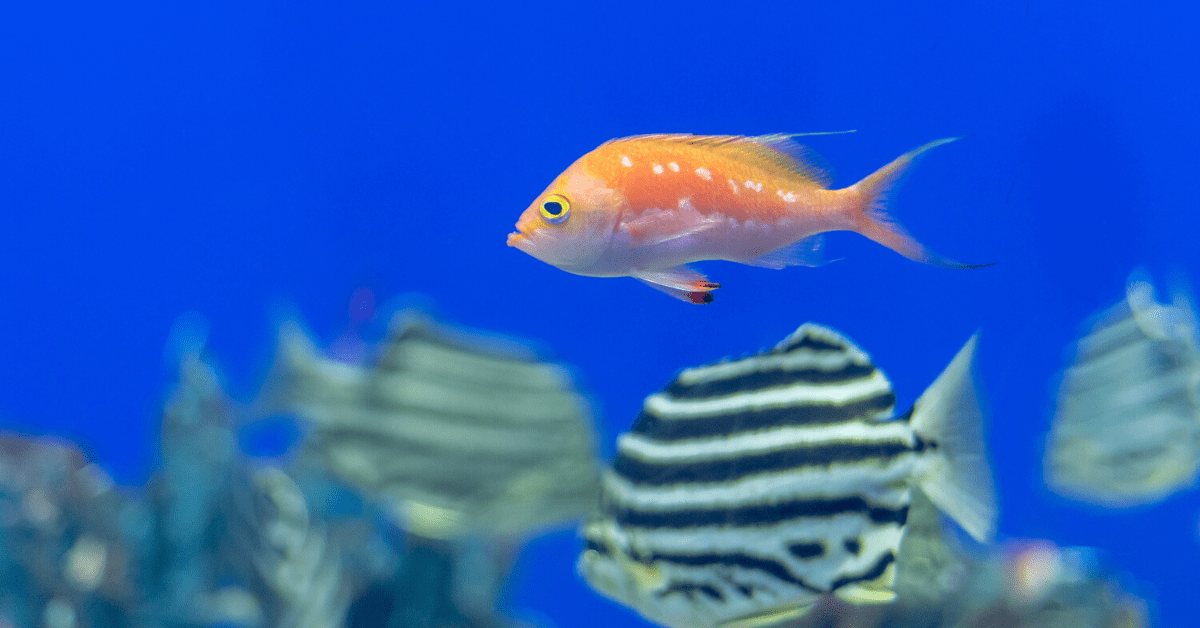 Alphabet’s AI-powered camera system will help fish live their best lives