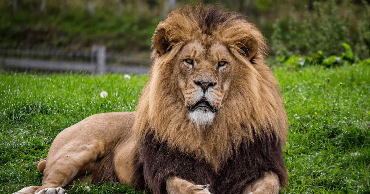 AI analyzes biology studies to find out we’re getting better at wildlife conservation