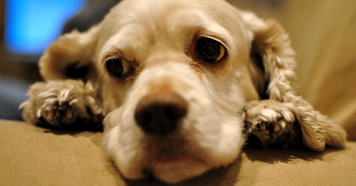 These AIs think they can translate your dog’s barks