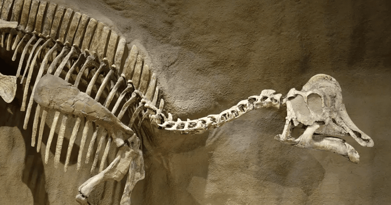 We might’ve finally found dinosaur DNA, but some scientists don’t think it’s the real deal