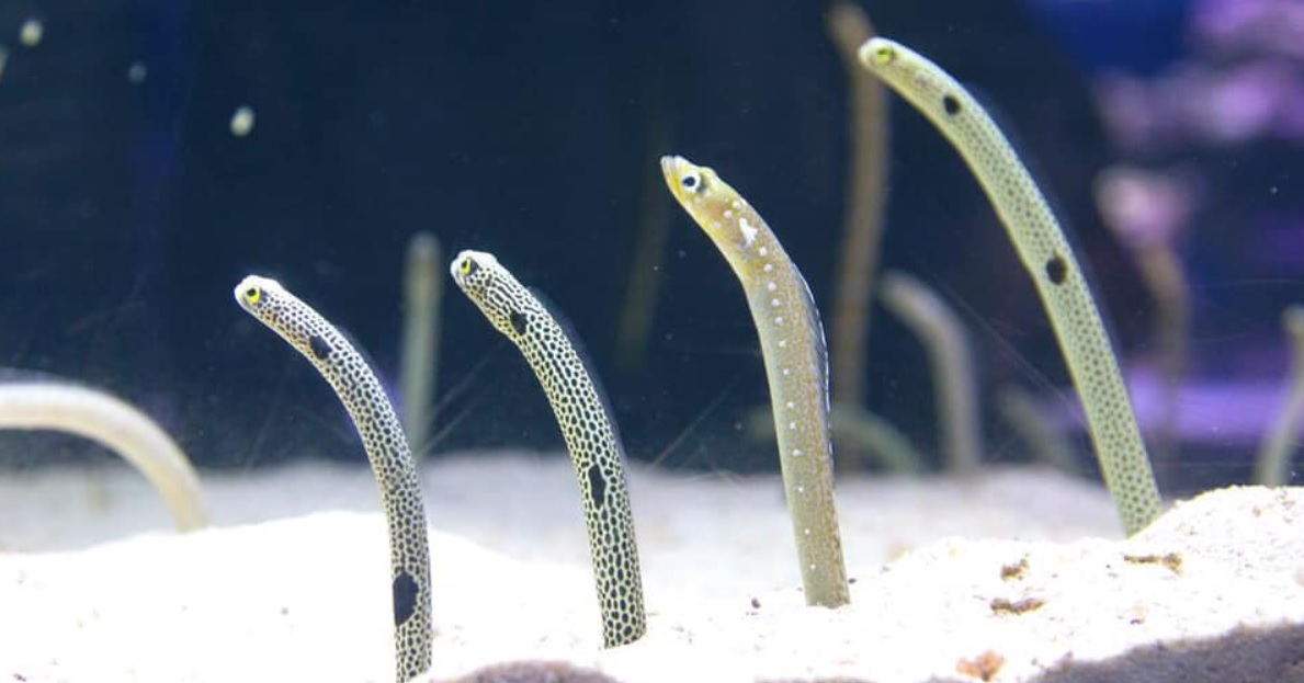 Japanese aquarium asks you to FaceTime its frightened eels