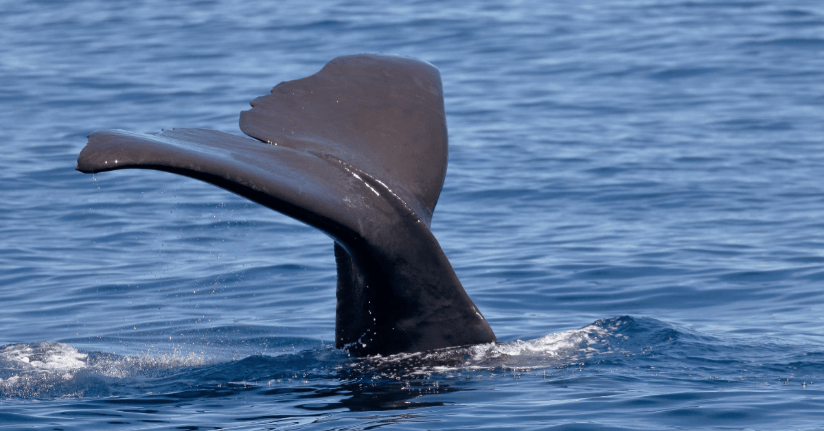 Scientists used underwater drones to find out when sperm whales like to eat