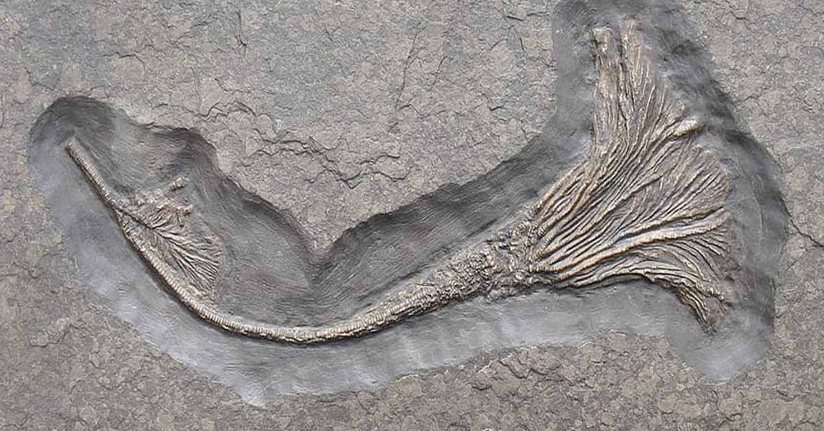 How Jurassic sea creatures spent years crossing oceans on rafts