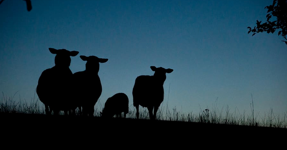 Nocturnal animals keep getting lost — and light pollution is to blame