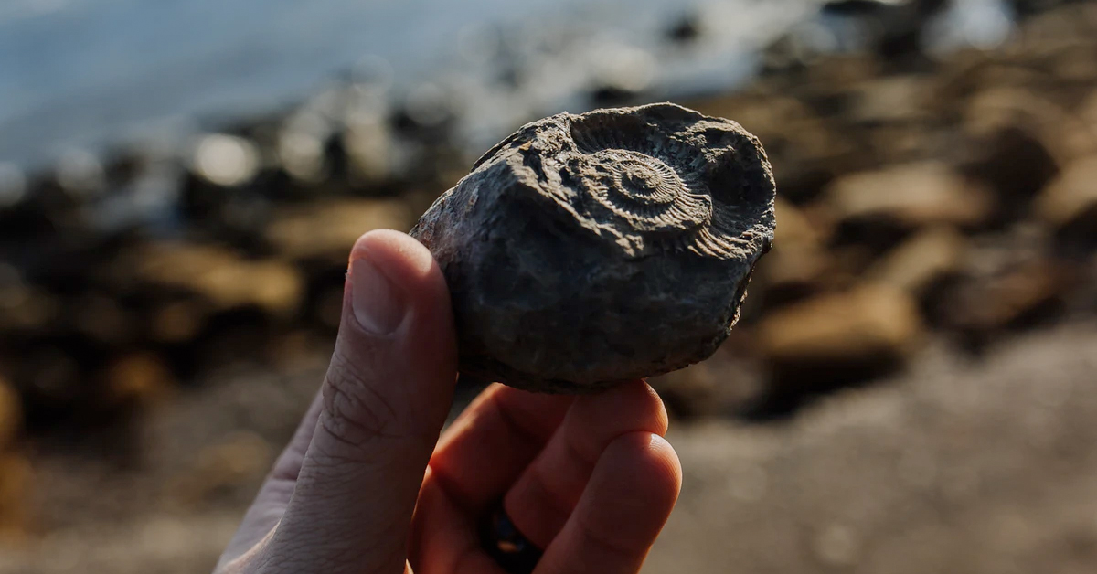 These fossils show our brains evolved slower than our society