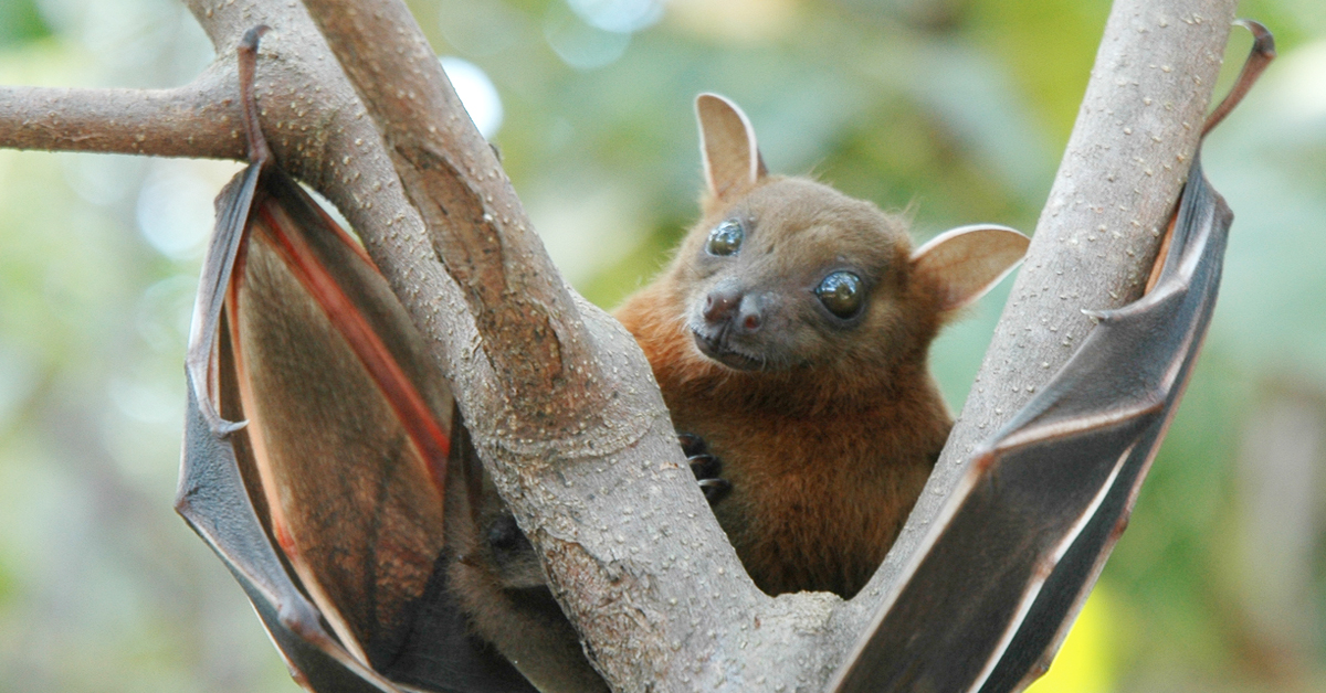 Here’s where scientists think the next epidemic is most likely to start