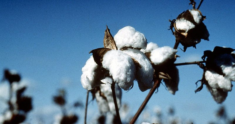 How AI is helping Indian cotton farmers reduce pesticide use