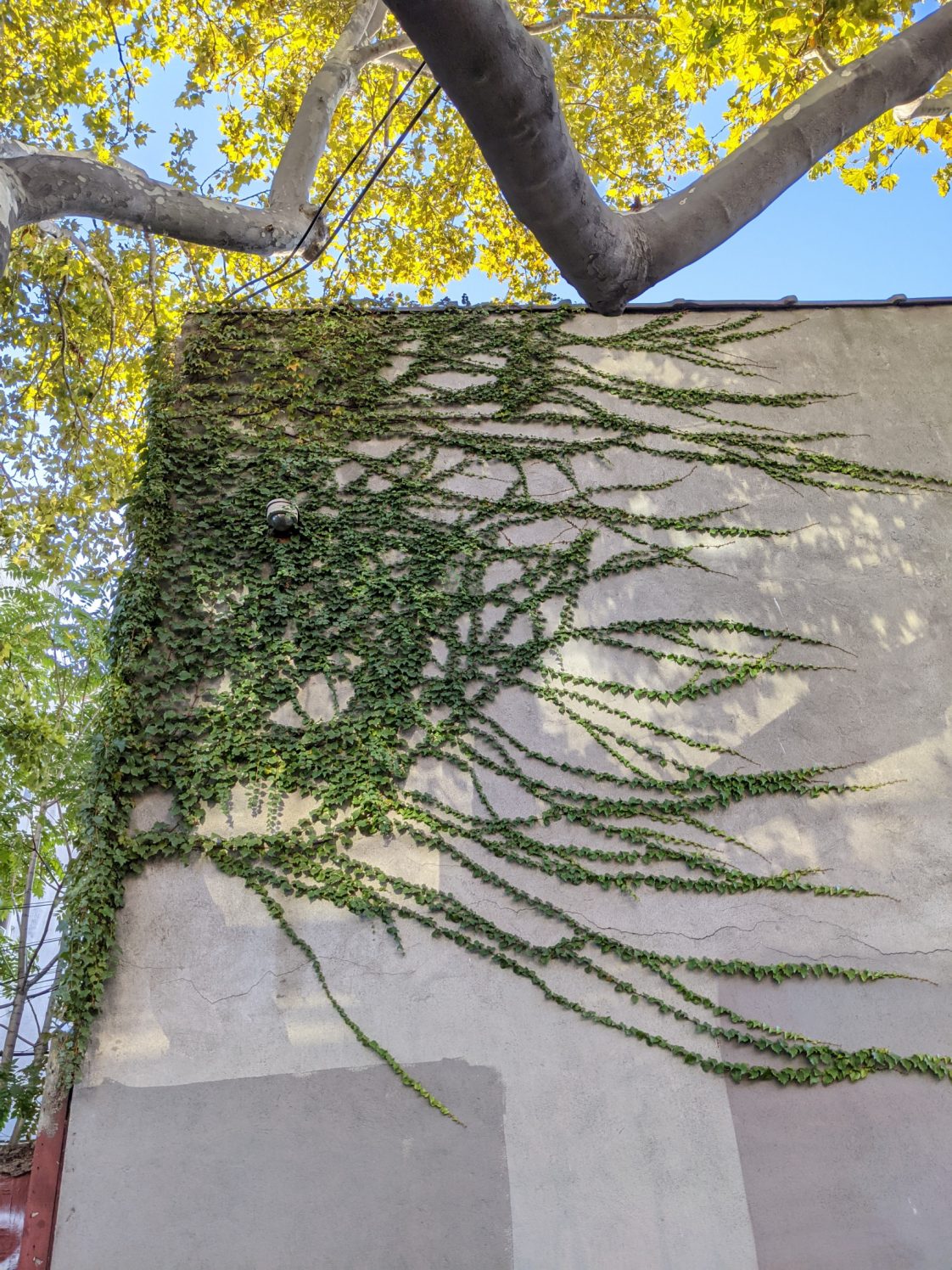 Review: The Pixel 5 is still a great phone, but that’s no thanks to the