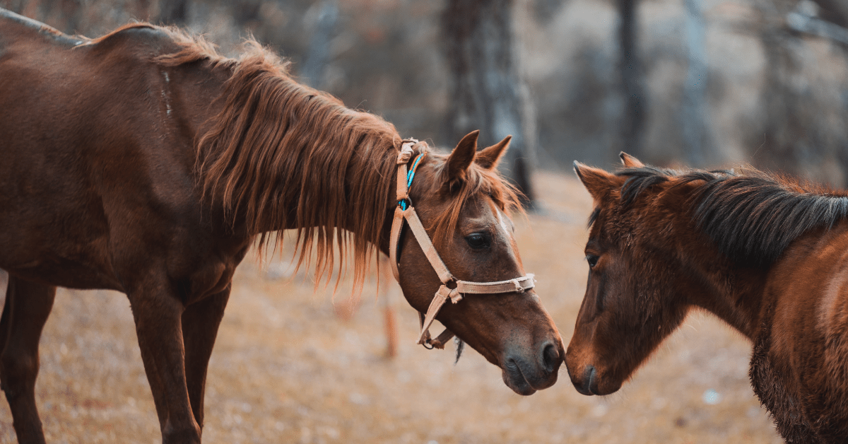 New algorithm suggests horses and camels are susceptible to COVID-19