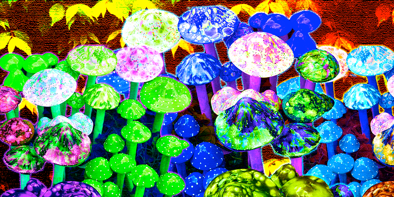 This Dutch startup sells microdosing kits to boost productivity — so I did magic truffles for a month