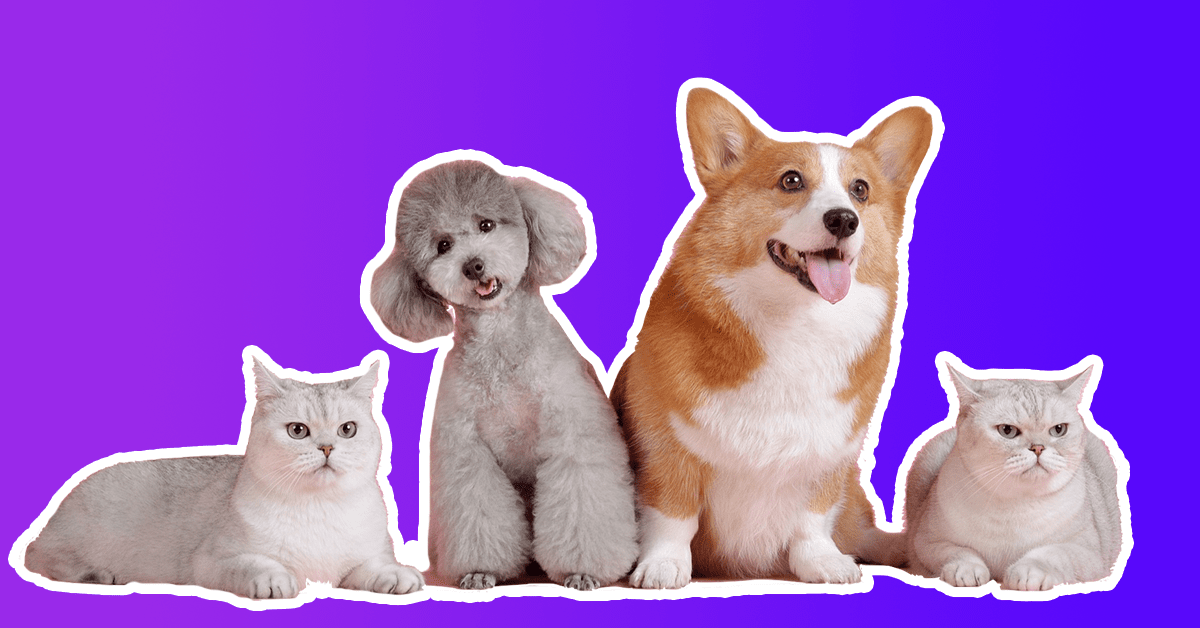 How do you build a pet-friendly gadget? We asked experts and animal owners