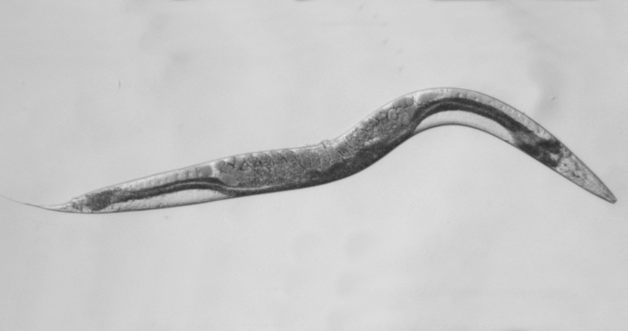 How a tiny mutant worm is helping find a cure for a rare form of cancer
