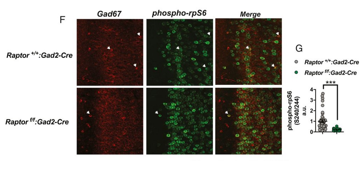 Scientists say dropping acid can help with social anxiety and alcoholism