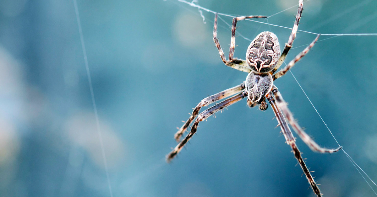 Spider legs build webs without the brain’s help — and could inspire robot limbs