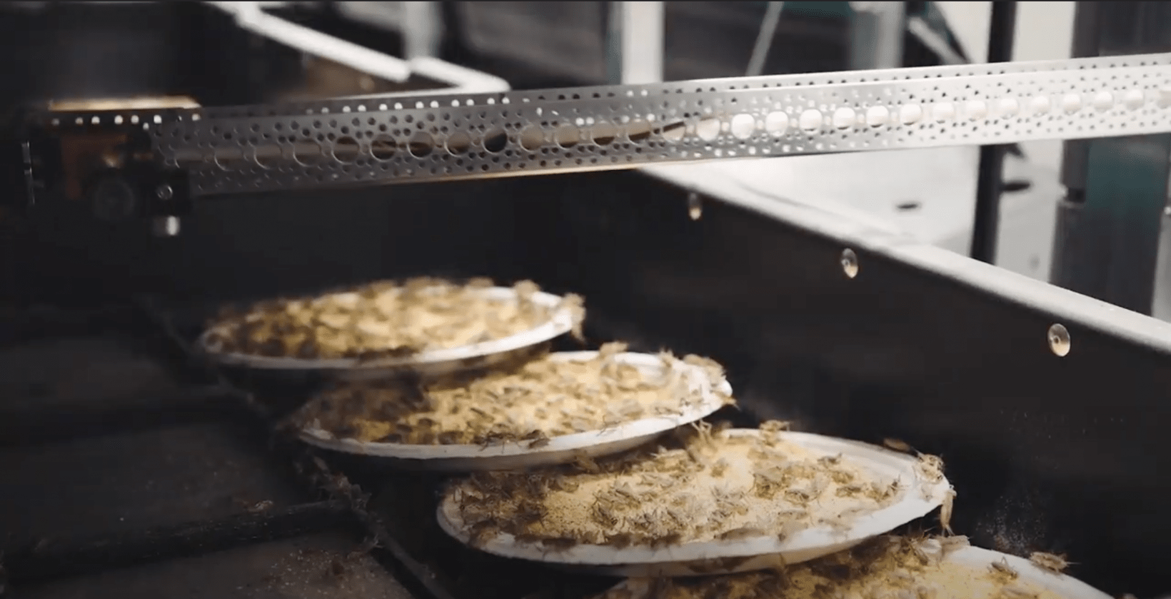 AI can now farm crickets (and hopefully solve world hunger in the process)