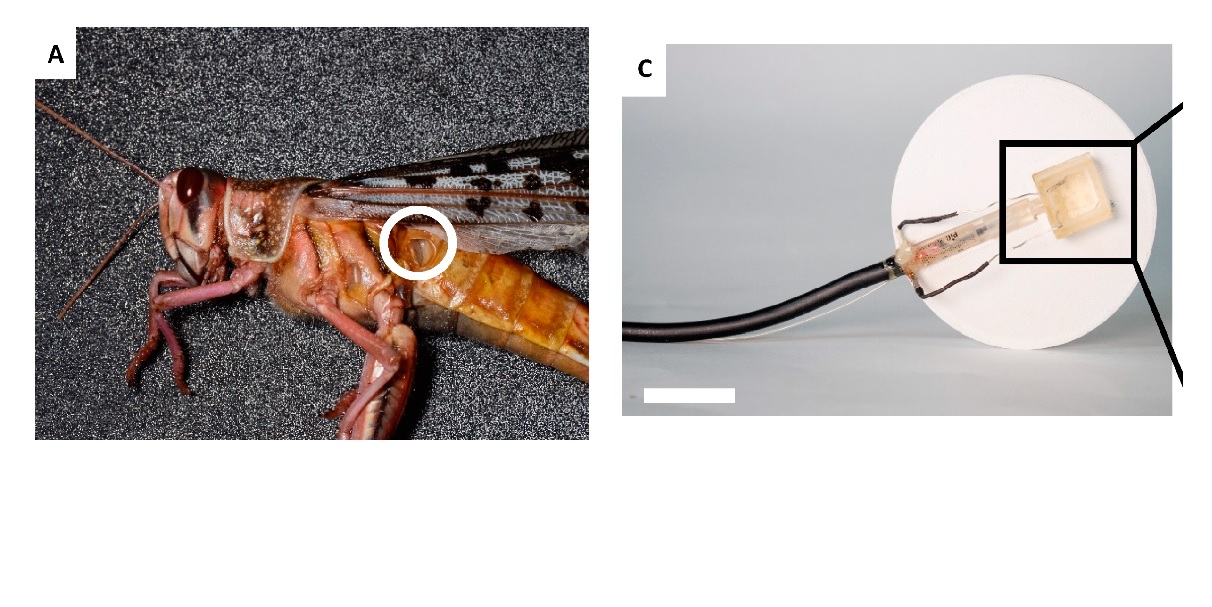 Necromancy: Scientists built a robot that can hear through a dead locust’s ear