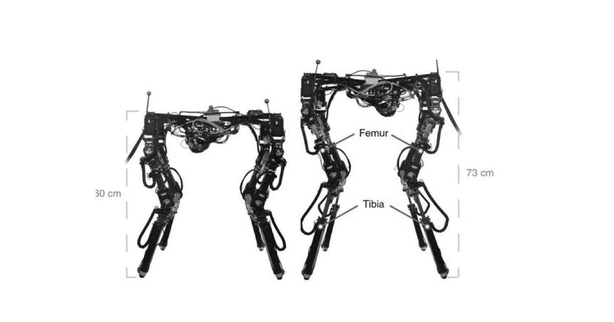 This shape-shifting robot adjusts its body to walk across all kinds of terrain