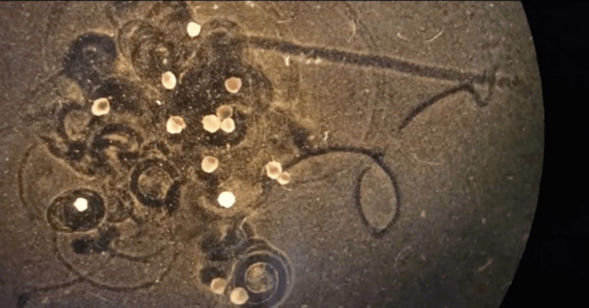 Scientists have created living robots that can self-heal and record memories