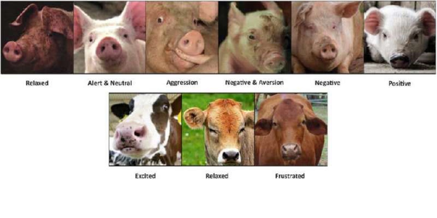 A scientist created emotion recognition AI for animals
