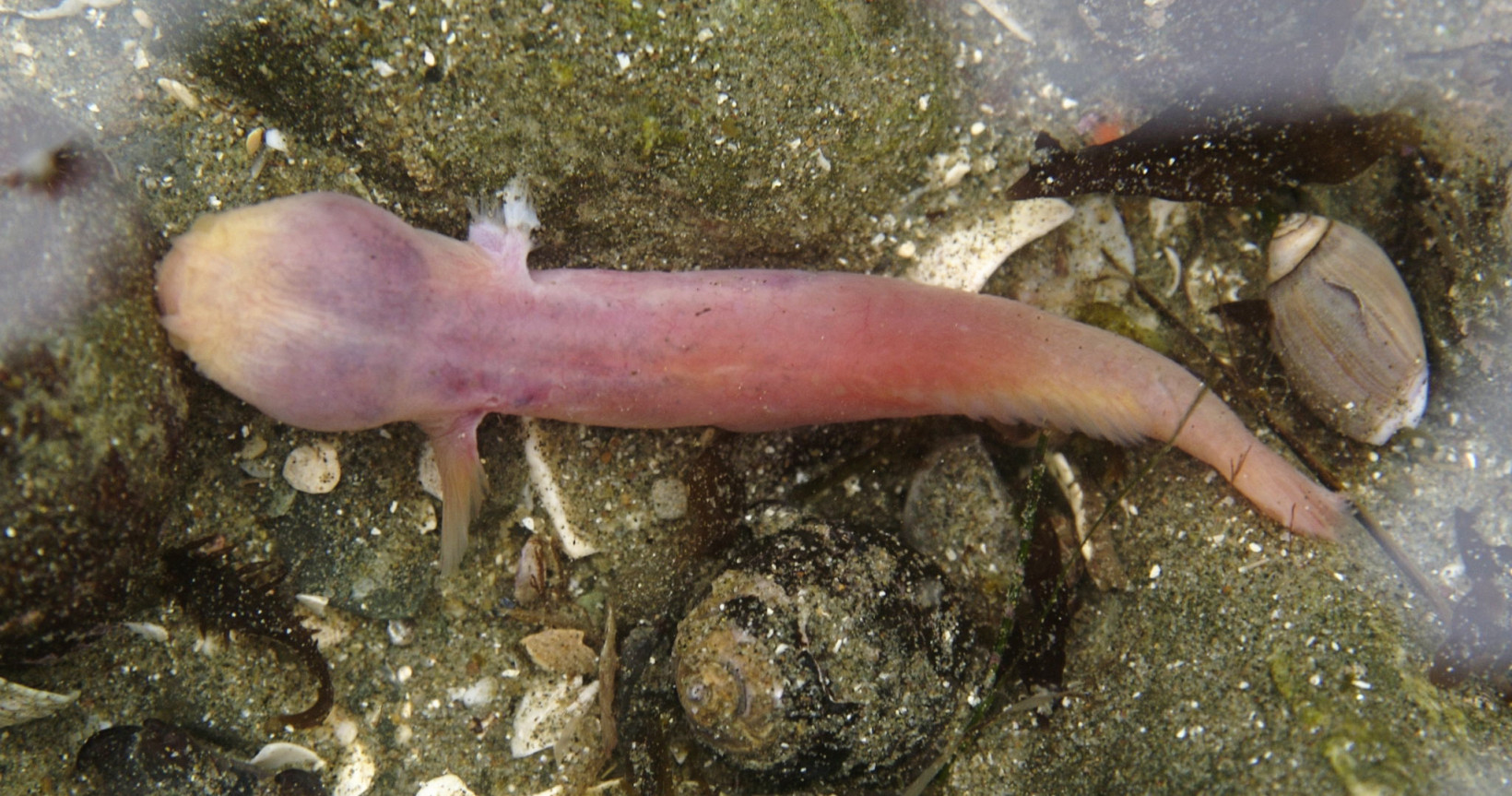 Supple fishbot survives jaunt to the deepest part of the ocean