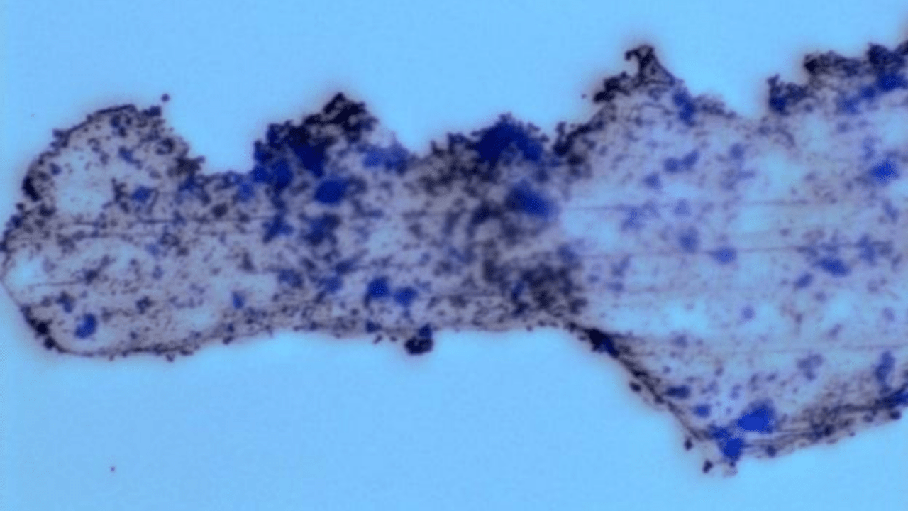 Metallic microbots (dark blue dots) colonize a jagged piece of microplastic.