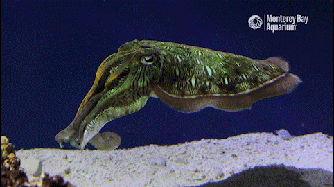 an animated GIF of a cuttlefish changing colors from bright green to dark green while swimming