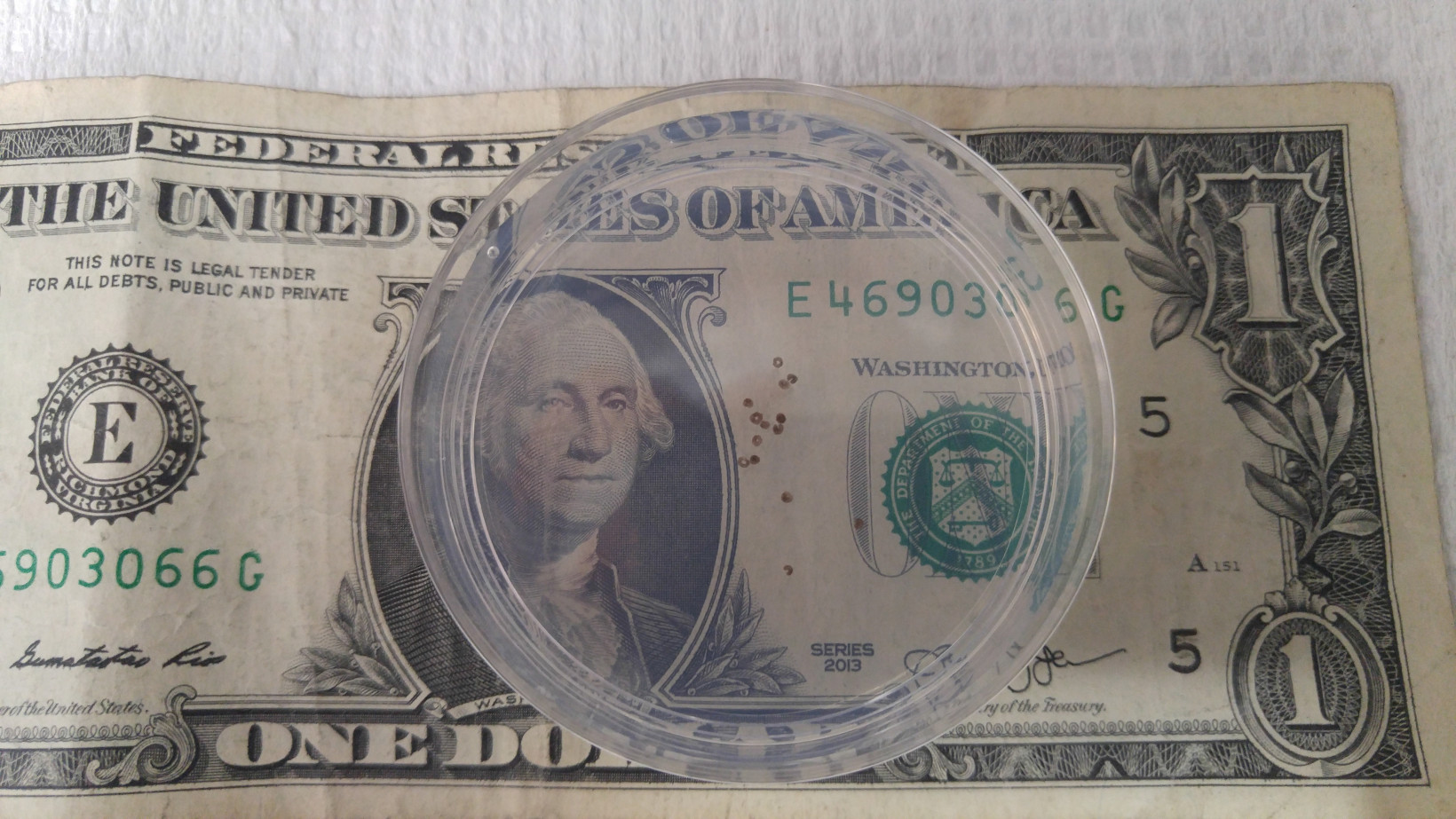 A group of AI-designed organisms in a petri dish over a dollar bill for scale.
