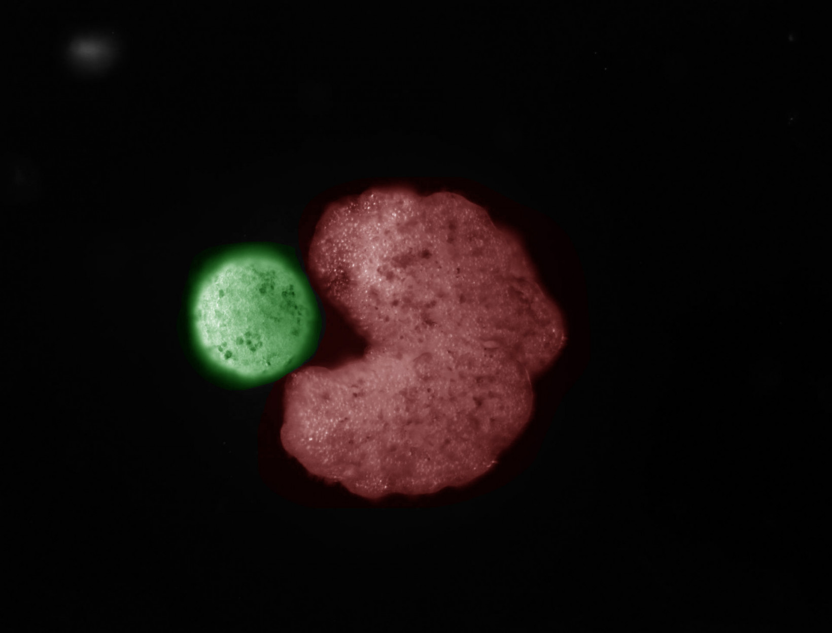 An AI-designed “parent” organism (C shape; red) beside stem cells that have been compressed into a ball (“offspring”; green).