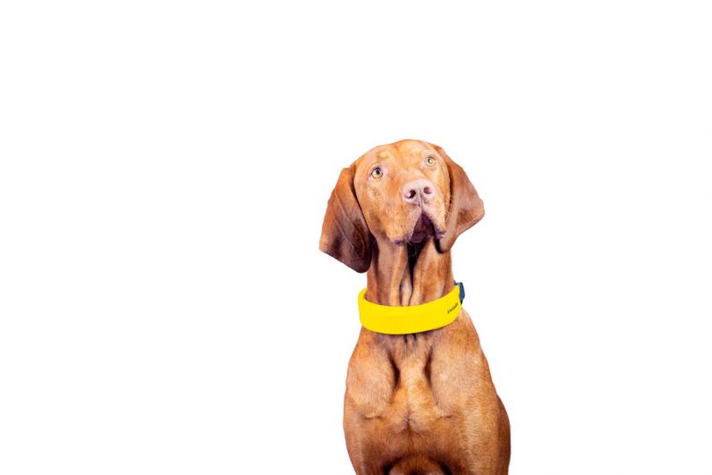 Smart dog collar? Smart dog collar