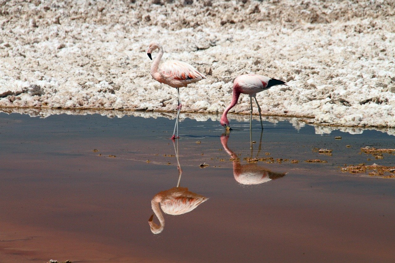 Flamingos lithium