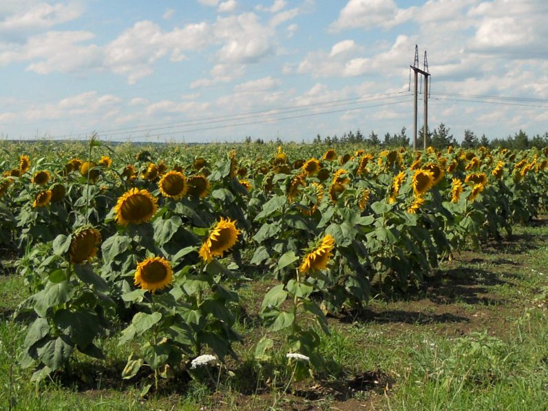 sunflowers make vegetable oil