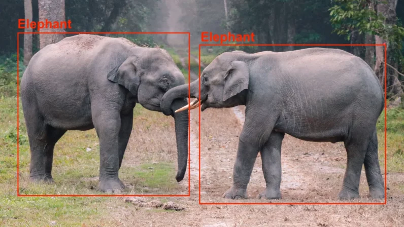 elefanti-rilevamento di oggetti