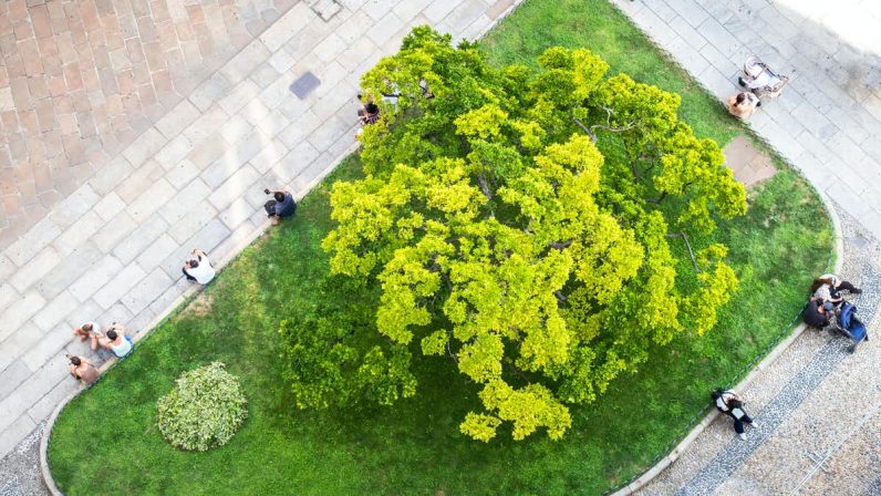 How the Internet of Trees can make our cities greener