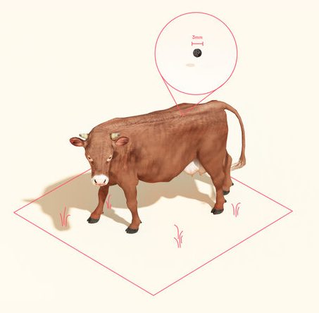 3D image of cow emphasizing 3mm size of Mosa Meat specimen