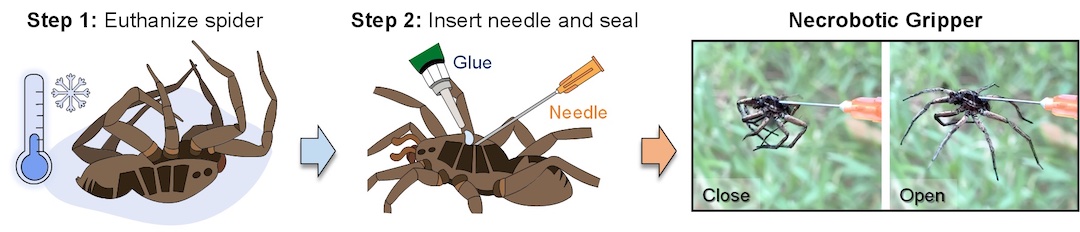 spider necrobot 