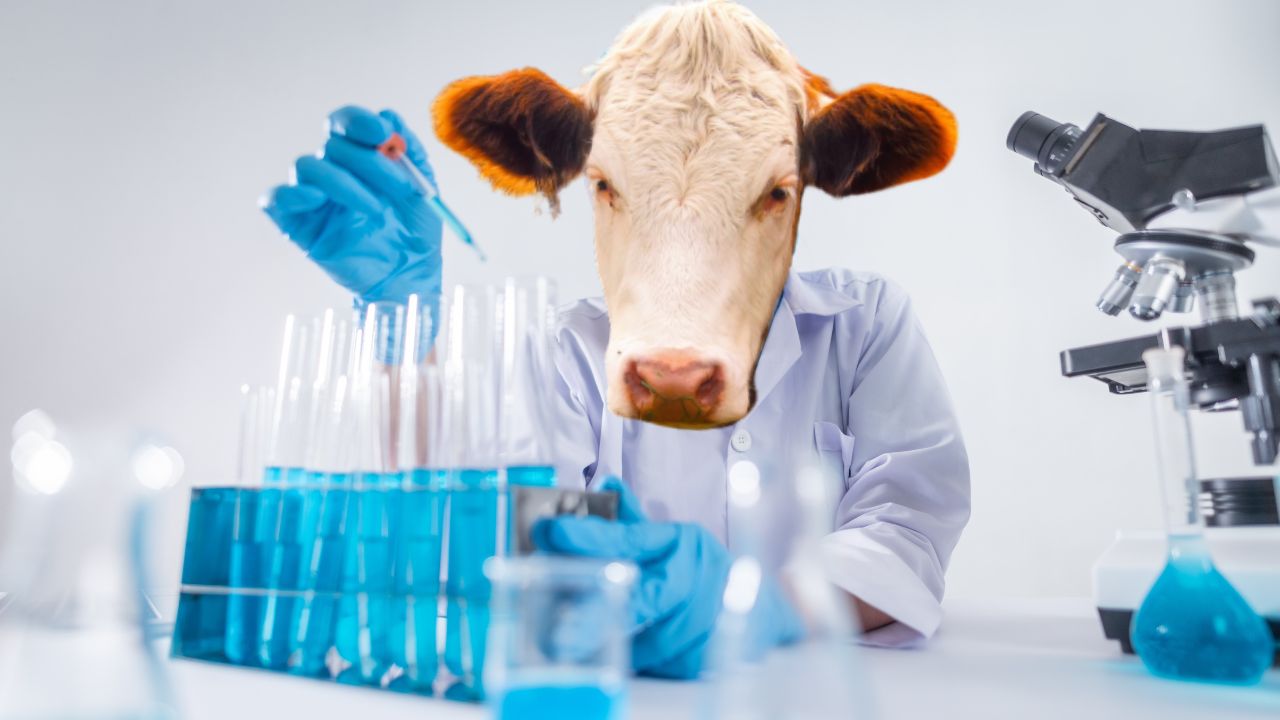 The Dutch are world leaders in lab-grown meat. Why can’t they eat it?