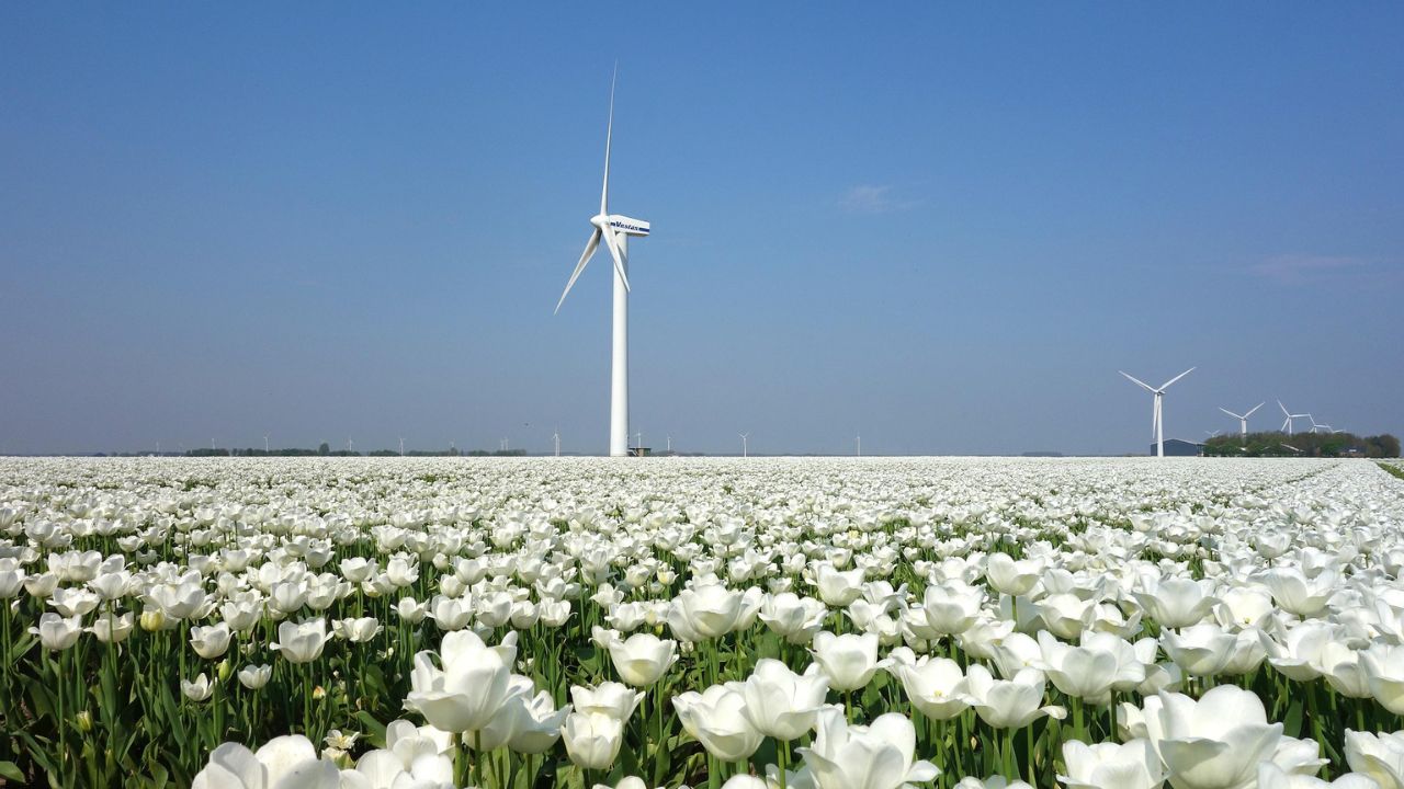 The Netherlands is the ideal breeding ground for green tech startups