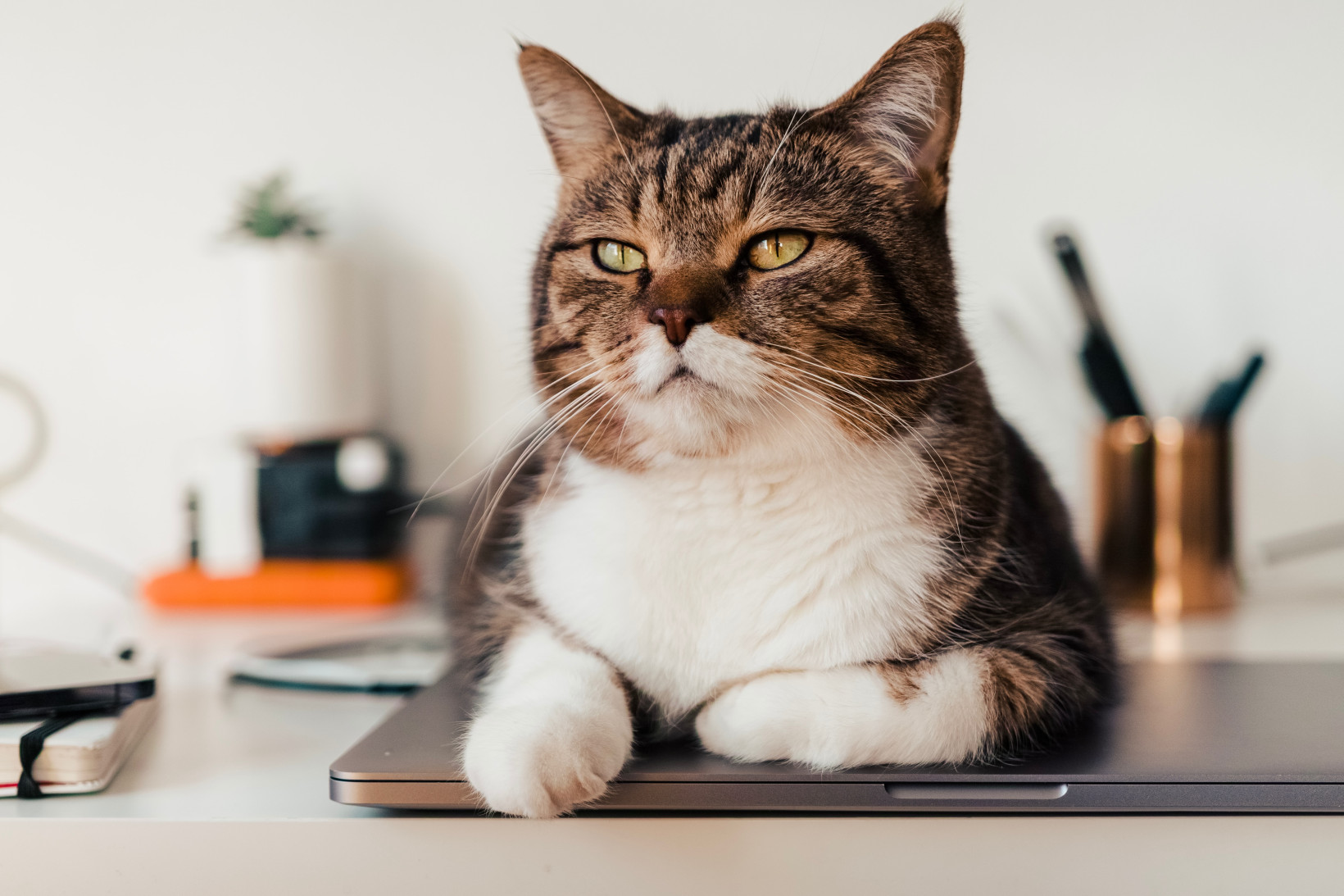 Quiet quitting is comforting — quitting is liberating