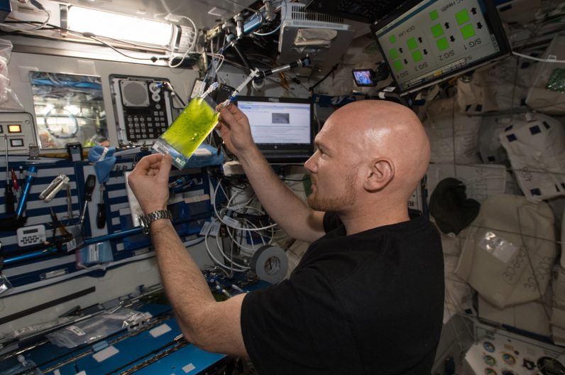 L'astronaute de l'ESA Alexander Gerst travaille sur les algues spatiales 