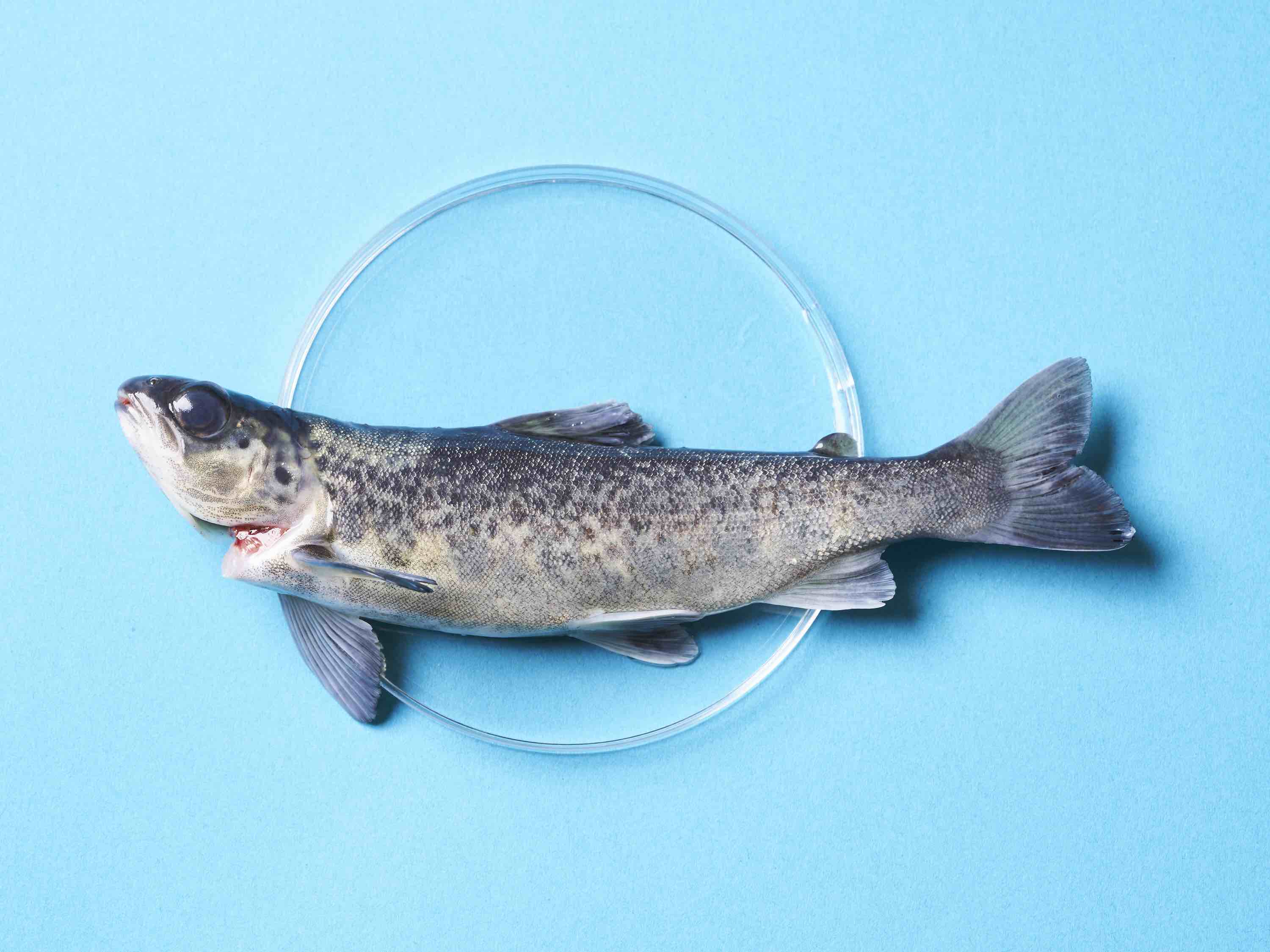 An Atlantic salmon in Petri dish