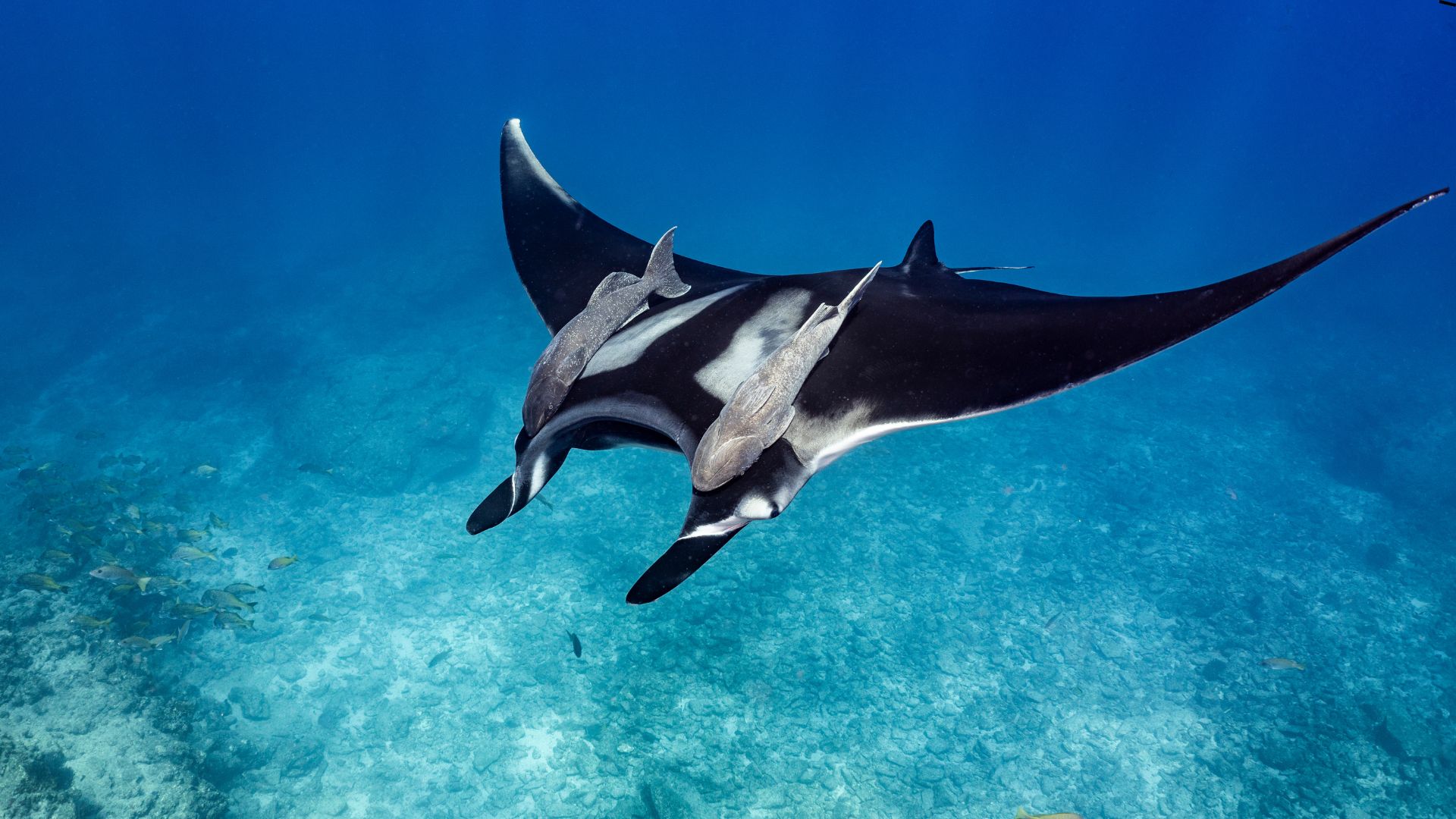 World Ocean Day: Meet 3 tech startups protecting our seas