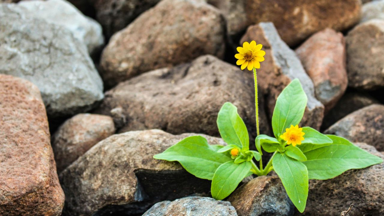 Startup wisdom: Why resilience is the most underrated metric in startup success